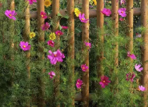 Picket: Farm garden - Common Cosmos and sunflowers (Helianthus