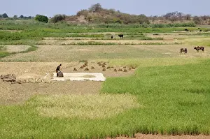 Farmers: Farm work in Madagascar