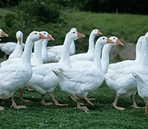 Farmed: Farmed White Geese
