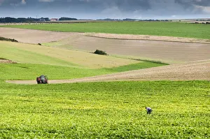 Beet: Farmer in his beet field, Summer, Pas de Calais