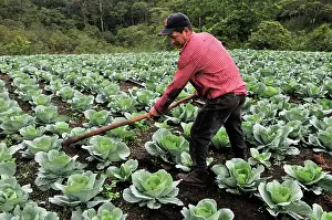 Farmers: Farmer with hoe in a cabbage field, Miraflor-Moropotente