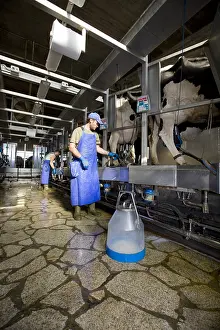 Rearing: Farmer and Holstein cows in a milking stall Italy