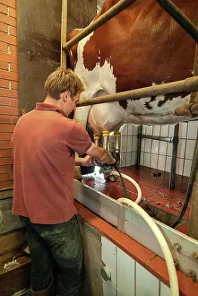Stall: Farmer with milking machine