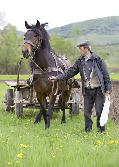 Crofter: Farmer near a horse harnessed to work in fields Romania