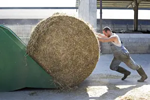 Tools: Farmer pushing a straw bale into a bucket