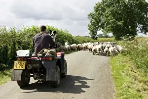 Quad: Farmer on quad bike with sheep dog driving sheep