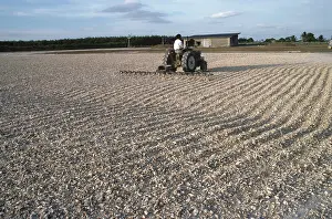 Yard: Farmer raking Cassava root chips with tractor