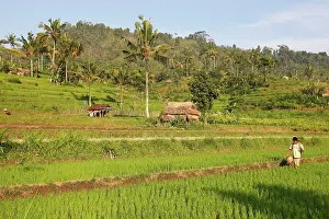 Paddies: Farmer - in the rice fields / paddies / terraces