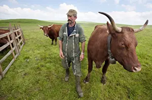 Corral: Farmer and Salers cow in the meadow Cantal France