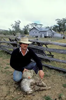 Attacked: Farmer with sheep that has been attacked by a Dingo