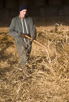 Tools: Farmer spreading straw with a fork in a stable