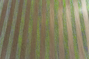 Soil: Farmer tilling ground in preparation for planting corn