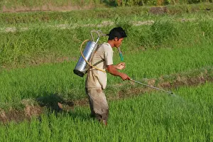 Chemicals: Farmer - Treating / spraying rice plants in the
