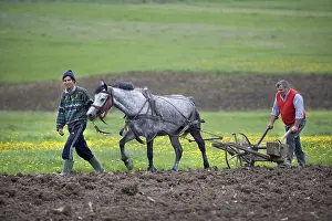 Crofter: Farmers and horse ploughing a field Romania