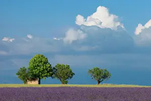 Farmers: Farmer's hut under the shade of a tree adjacent