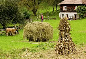 Carts: Farmers - Old-fashioned traditional farming with