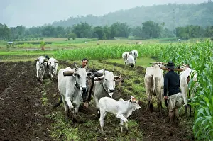 Brian Mcdairmant: Farmers plough the fields with cows, calf follows