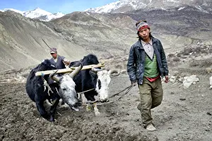 Farmers: Farmers ploughing a field with yaks - Upper Mustang Nepal
