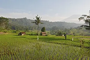 Paddies: Farmers - in the rice fields / paddies / terraces