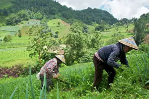 Brian Mcdairmant: Farmers tending onion and carrot crops