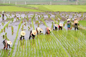 Farmers: Farmers working in a rice field, Nyaungshwe, Myanmar