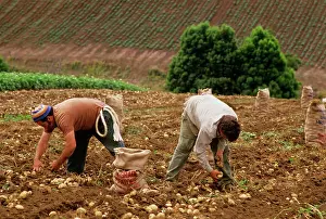 Gippsland: Farmhands harvesting potatoes South Gippsland