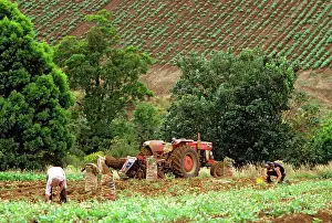 Gippsland: Farmhands harvesting potatoes South Gippsland