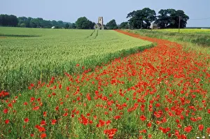 Headlands: FARMING - Conservation Headlands