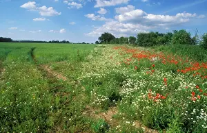 Headlands: FARMING - Conservation Headlands. Common poppies