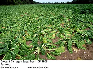 Beets: FARMING - DROUGHT DAMAGE, Sugar Beet