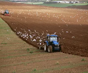 Tractors: Farming - Gulls following plough