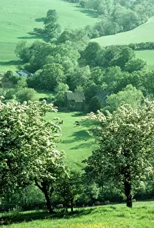 Hawthorns: Farming - Hawthorns in blossom. Olchon Valley, Black Mts