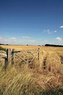 Paul Felix: Farming open gate beside a field of barley at Harvest