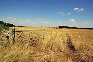 Paul Felix: Farming open gate beside a field of barley at Harvest