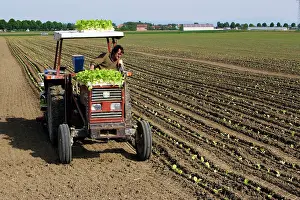 Ploughing: Farming - Planting tobacco plants