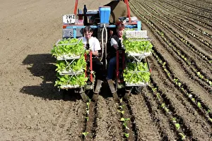 Ploughing: Farming - Planting tobacco plants