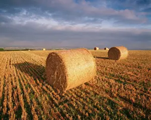 Anthony Harrison: Farming - Round straw bales on stubble, strongly
