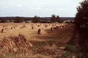 Anglia: FARMING - sheaths of wheat in field