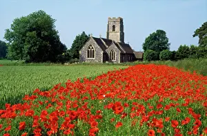 Headland: Farming - showing conservation headland & field