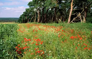 Headland: Farming - showing consevation headland & field