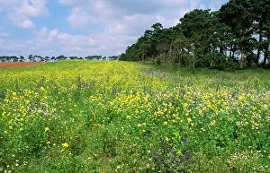 Headland: Farming - showing consevation headland & field