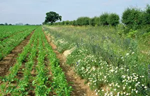 Headland: Farming - showing consevation headland & field