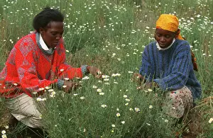Insecticide: Farming - small farmers grow Pyrenthrum for use