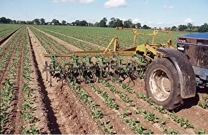 Vehicles: FARMING - Tractor hoeing parsnips