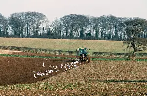Vehicles: FARMING - Tractor ploughing with gulls