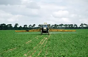 Parsnips: Farming - tractor spraying parsnips