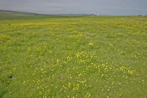 Orkneys: Farmland Flower Meadows