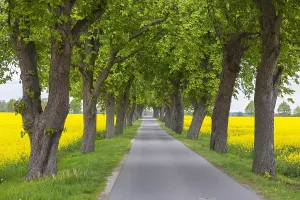 Chestnut: Farmland with rape (Brassica napus) field in flower