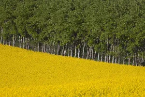 Showing: Farmland showing rape (Brassica napus) field in