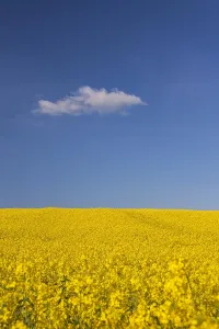 Showing: Farmland showing rape (Brassica napus) field in